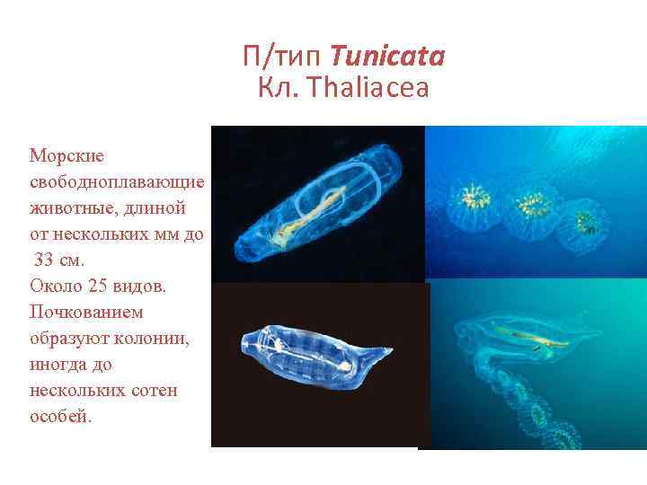      П/тип Tunicata    Кл. Тhаliасеа Морские свободноплавающие
