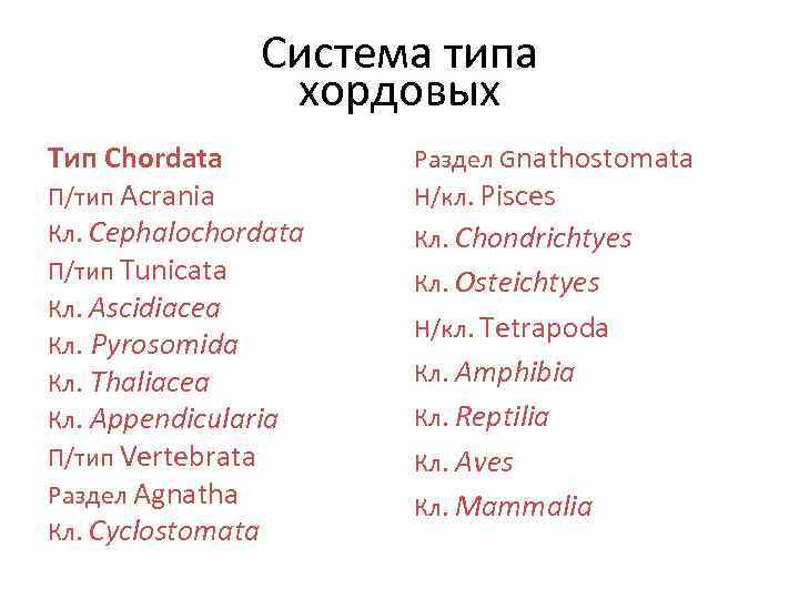     Система типа   хордовых Тип Chordata   Раздел