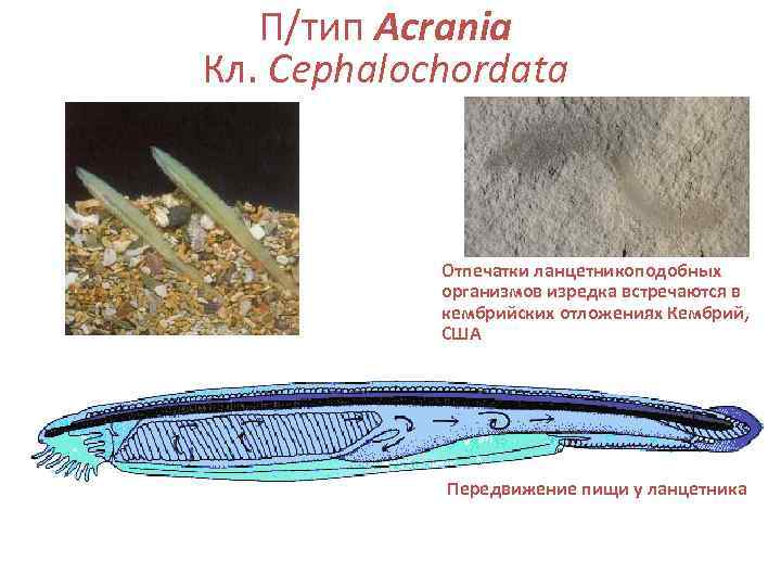   П/тип Acrania Кл. Cephalochordata    Отпечатки ланцетникоподобных   организмов