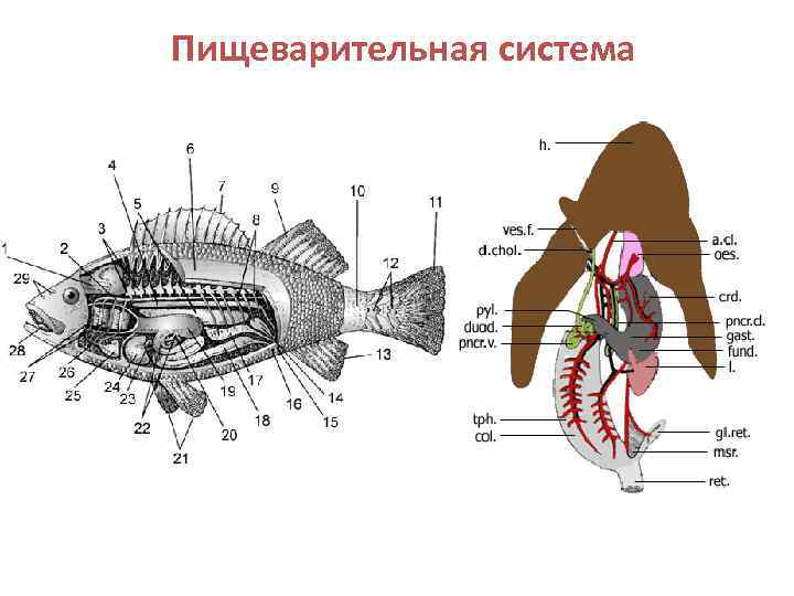 Пищеварительная система 