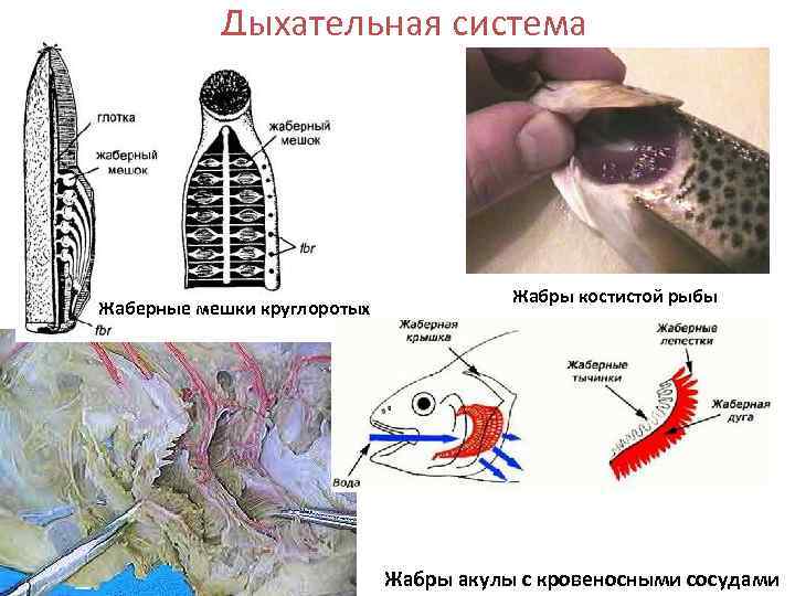   Дыхательная система     Жабры костистой рыбы Жаберные мешки круглоротых