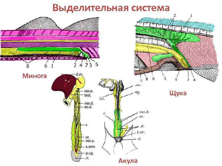    Выделительная система Минога      Щука  