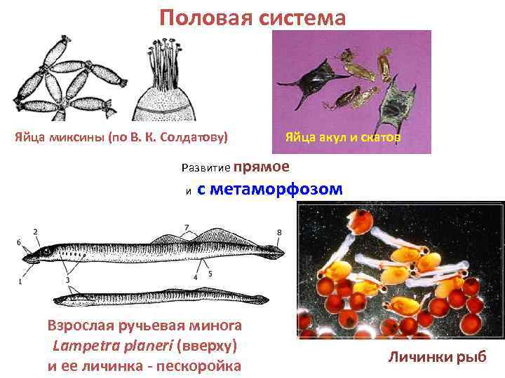      Половая система  Яйца миксины (по В. К. Солдатову)