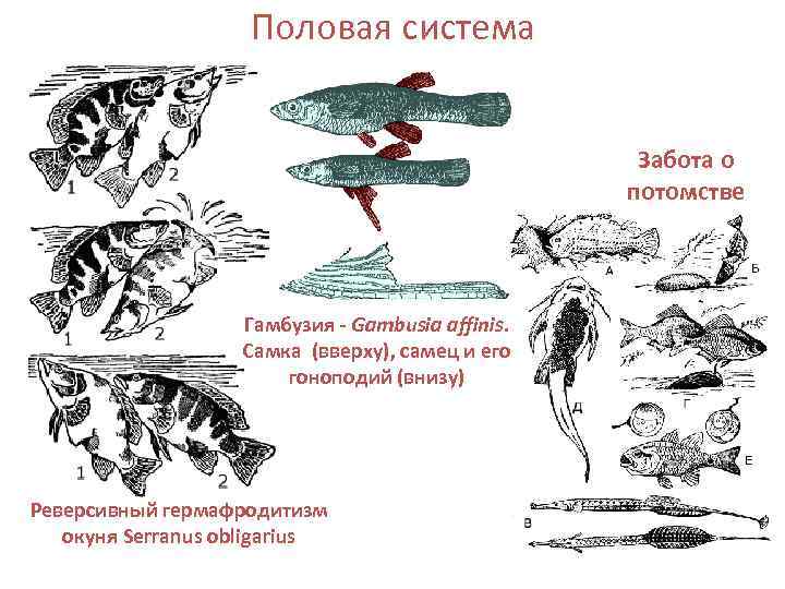     Половая система     Забота о  