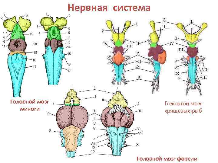     Нервная система Головной мозг  миноги    