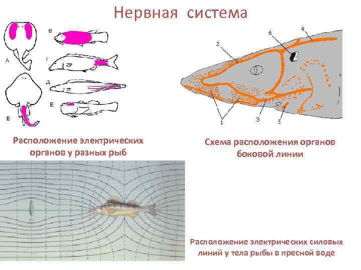     Нервная система Расположение электрических Схема расположения органов у разных рыб