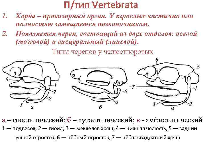     П/тип Vertebrata 1.  Хорда – провизорный орган. У взрослых