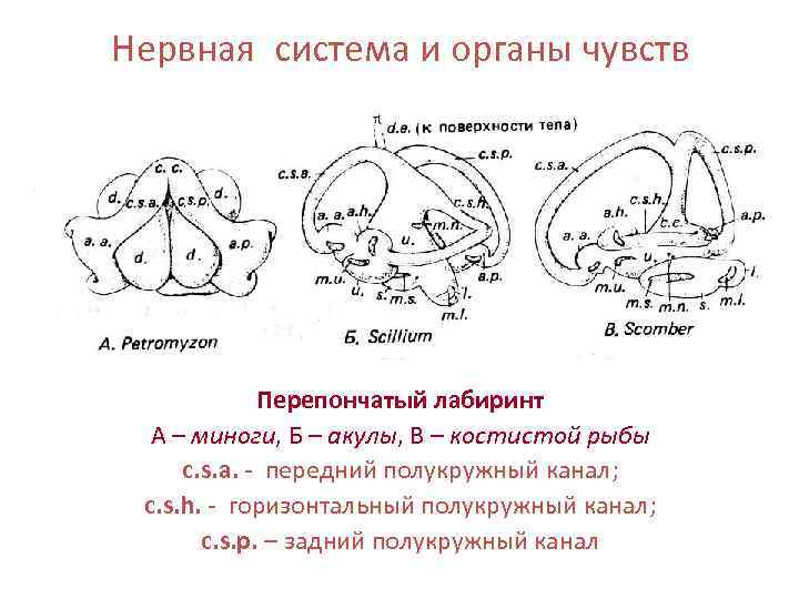 Нервная система и органы чувств   Перепончатый лабиринт  А – миноги, Б