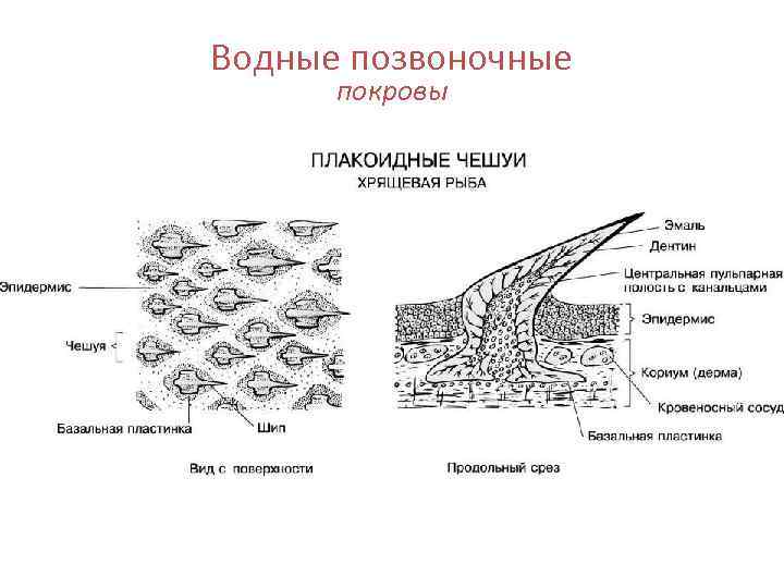 Водные позвоночные  покровы 