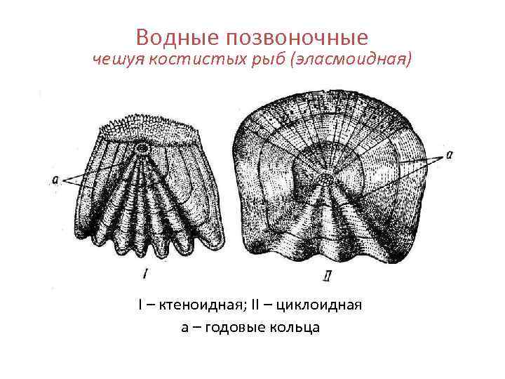   Водные позвоночные чешуя костистых рыб (эласмоидная)   I – ктеноидная; II