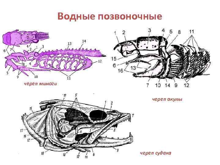 Спинной хрящ осетровых рыб используемый обычно как начинка для пирога