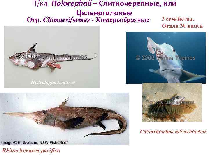   П/кл Holocephali – Слитночерепные, или    Цельноголовые   Отр.