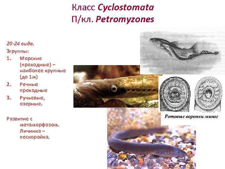     Класс Cyclostomata     П/кл. Petromyzones 20 -24