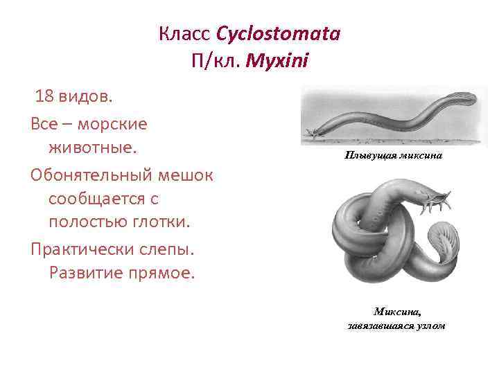   Класс Cyclostomata    П/кл. Myxini 18 видов. Все – морские