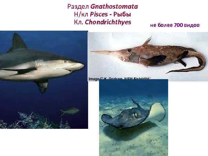 Раздел Gnathostomata  Н/кл Pisces - Рыбы  Кл. Chondrichthyes  не более 700