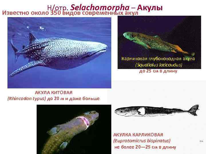    Н/отр. Selachomorpha – Акулы Известно около 350 видов современных акул 