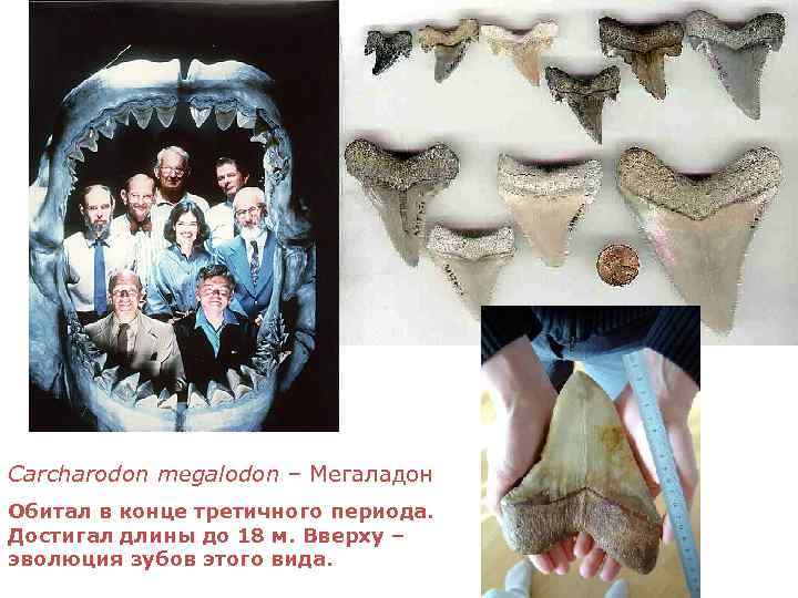 Сarcharodon megalodon – Мегаладон Обитал в конце третичного периода. Достигал длины до 18 м.