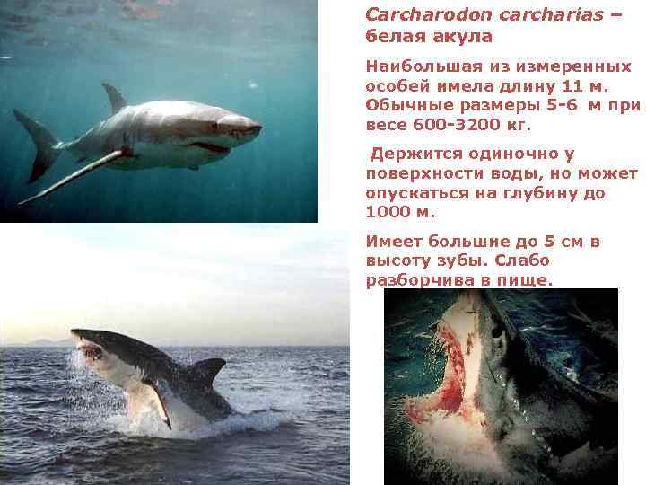 Сarcharodon carcharias – белая акула Наибольшая из измеренных особей имела длину 11 м. Обычные