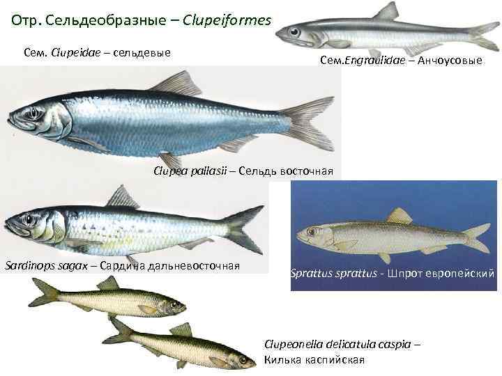 Каспийская сельдь 5 букв. Промысловые рыбы Сельдеобразные. Сельдеобразные сельдевые. Семейство сельдевые представители. Отряд сельдевые.