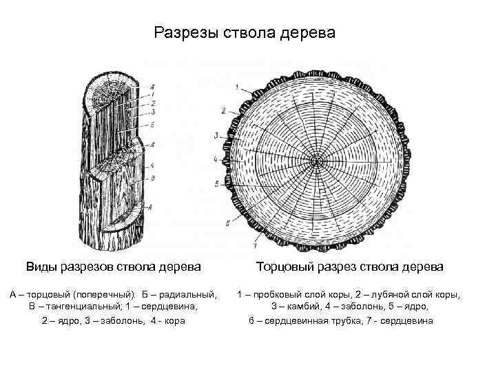 Рисунок на продольном разрезе древесины