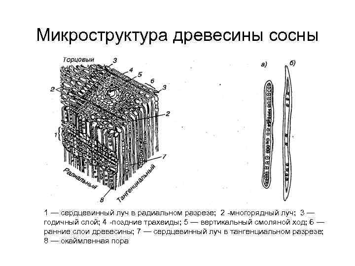 Особенности строения клеток сердцевинных лучей