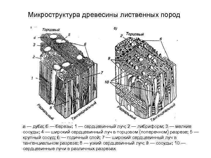 Особенности строения клеток сердцевинных лучей