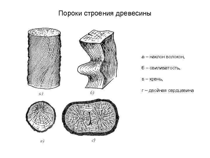 Пороги древесины. Пороки строения древесины косослой. Пороки строения древесины наклон волокон. Пороки строения древесины Крень. Пороки строения древесины двойная сердцевина.