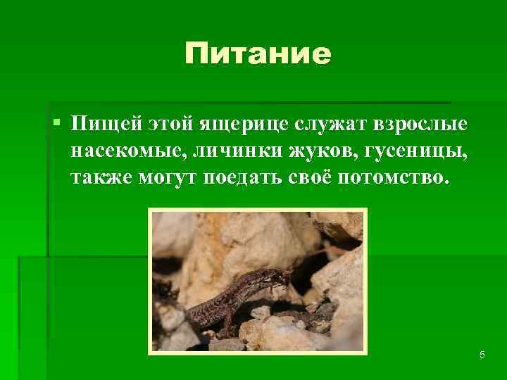   Питание § Пищей этой ящерице служат взрослые  насекомые, личинки жуков, гусеницы,