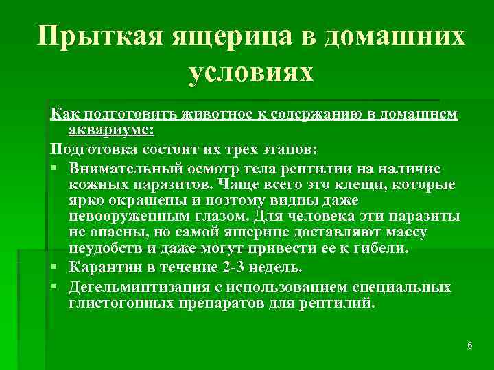 Прыткая ящерица в домашних  условиях Как подготовить животное к содержанию в домашнем 