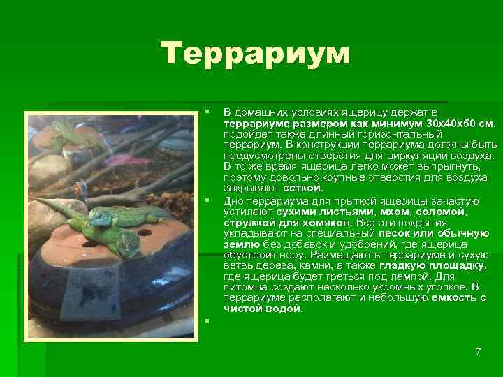 Террариум  §  В домашних условиях ящерицу держат в  террариуме размером как