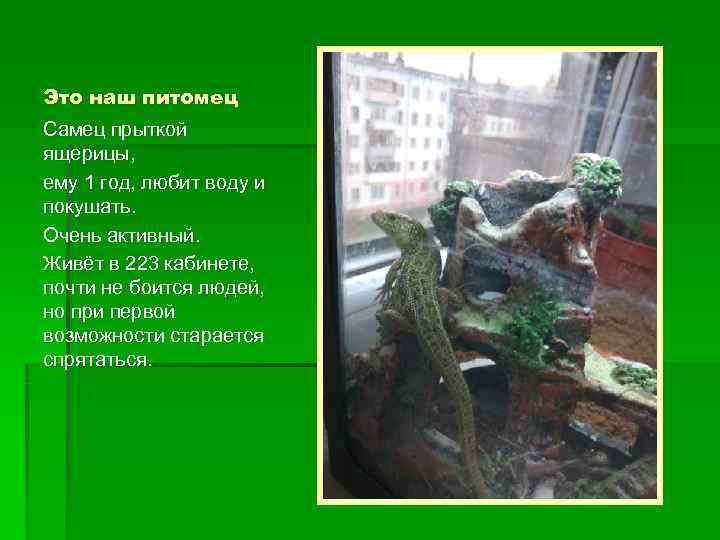 Это наш питомец Самец прыткой ящерицы, ему 1 год, любит воду и покушать. Очень
