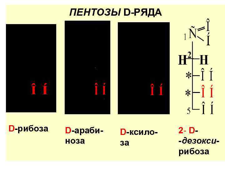   ПЕНТОЗЫ D-РЯДА D-рибоза  D-араби-  D-ксило-  2 - D- 