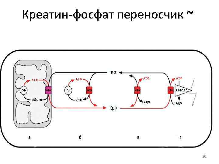 Креатин-фосфат переносчик ~      16 