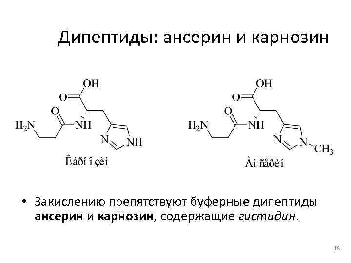  Дипептиды: ансерин и карнозин • Закислению препятствуют буферные дипептиды  ансерин и карнозин,