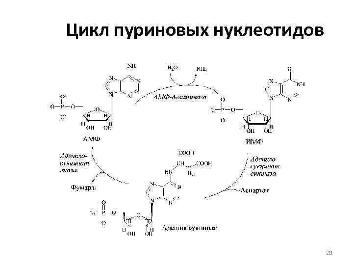 Цикл пуриновых нуклеотидов       20 