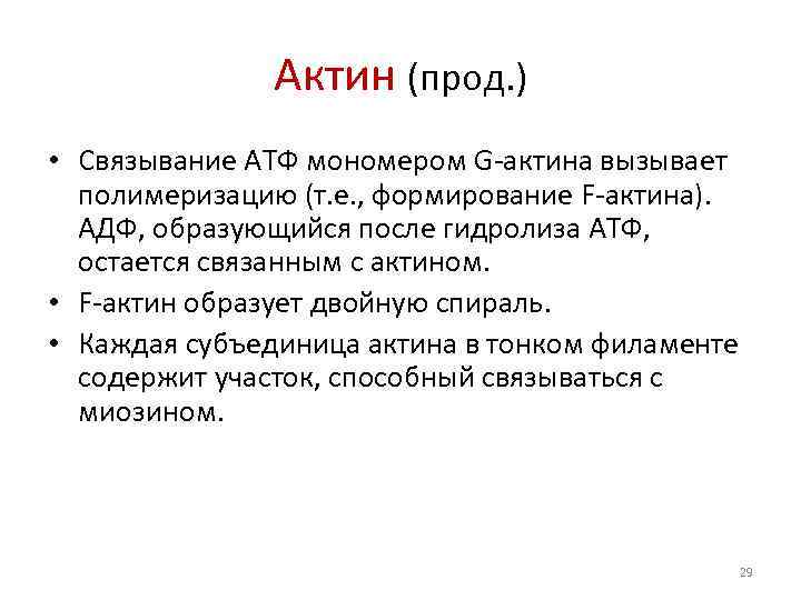     Актин (прод. ) • Связывание АТФ мономером G-актина вызывает 