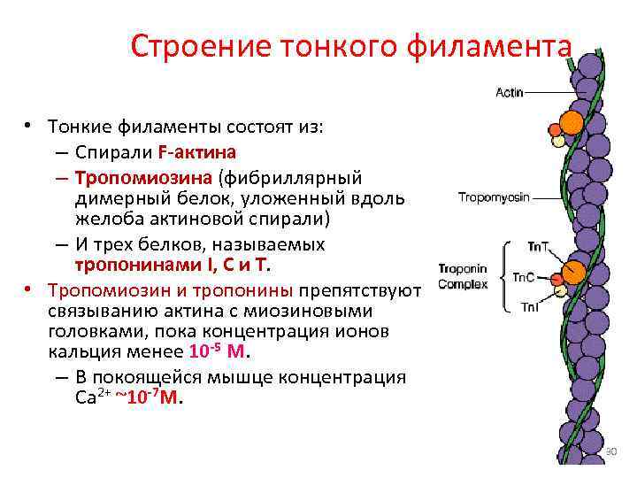 Строение тонкого