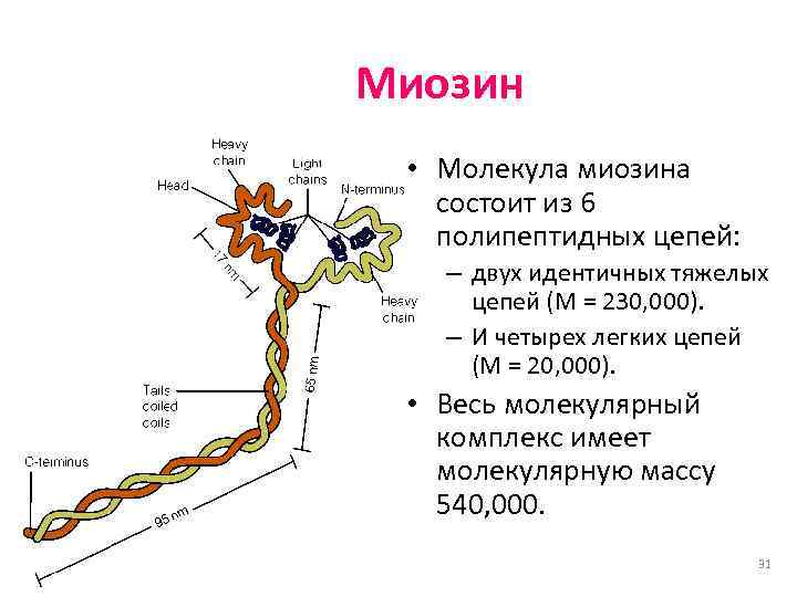 Пол биохимия