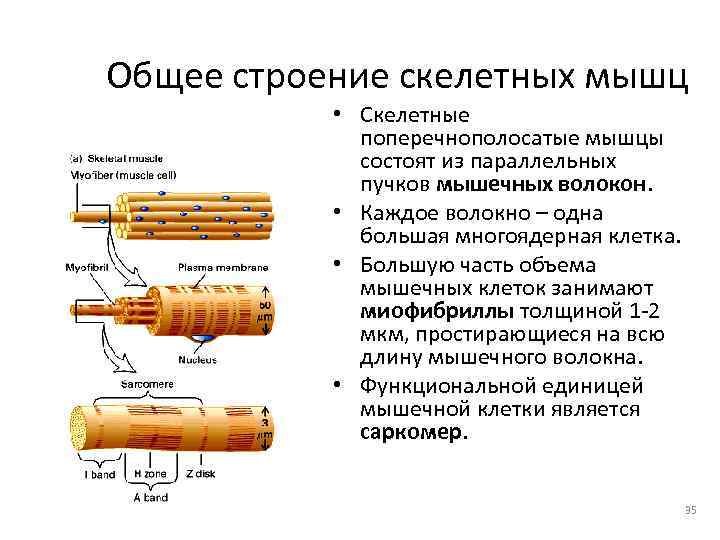 Общее строение скелетных мышц   • Скелетные   поперечнополосатые мышцы  