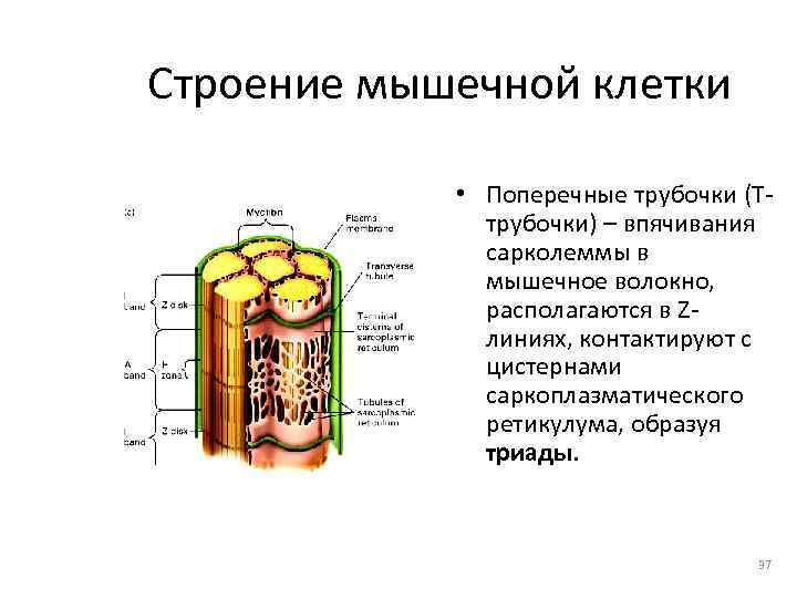 Строение мышечной клетки    • Поперечные трубочки (Т-    трубочки)