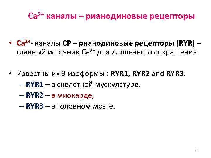  Ca 2+ каналы – рианодиновые рецепторы  • Ca 2+- каналы СР –
