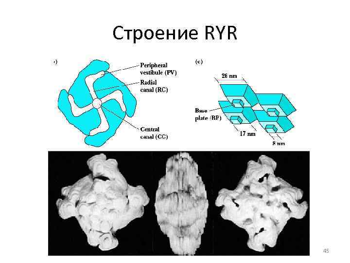 Строение RYR    45 