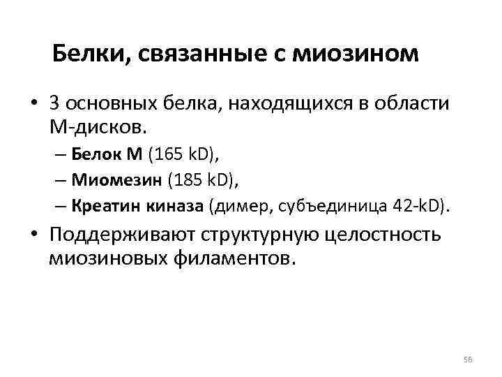  Белки, связанные с миозином • 3 основных белка, находящихся в области  М-дисков.