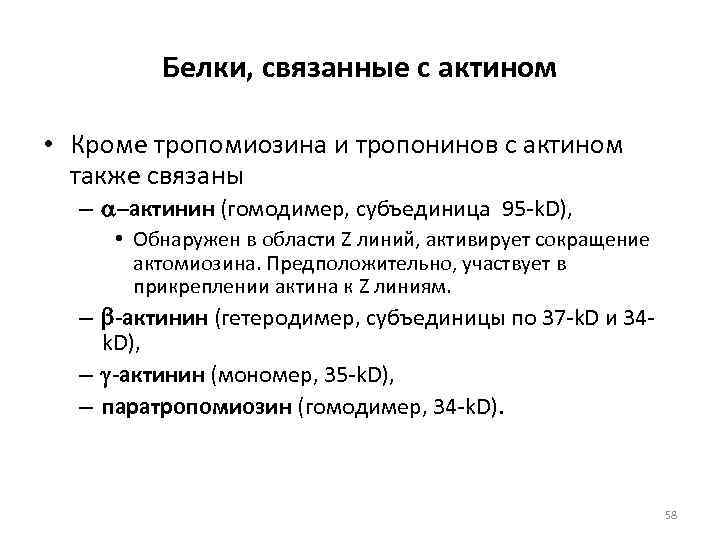    Белки, связанные с актином  • Кроме тропомиозина и тропонинов с
