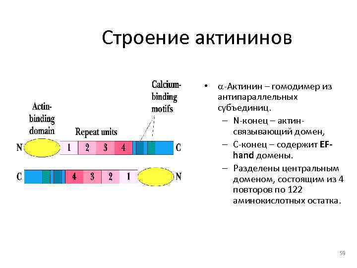 Строение актининов  • a-Актинин – гомодимер из  антипараллельных  субъединиц.  