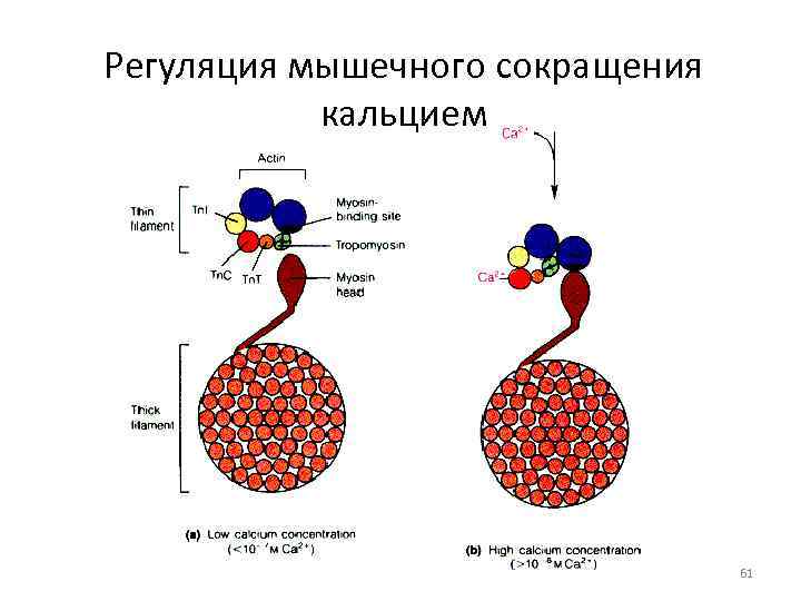 Мышечная регуляция. Регуляция мышечного сокращения таблица. Механизм сокращения миокарда. Регуляция мышечного сокращения. Механизм регуляции сокращения мышц.