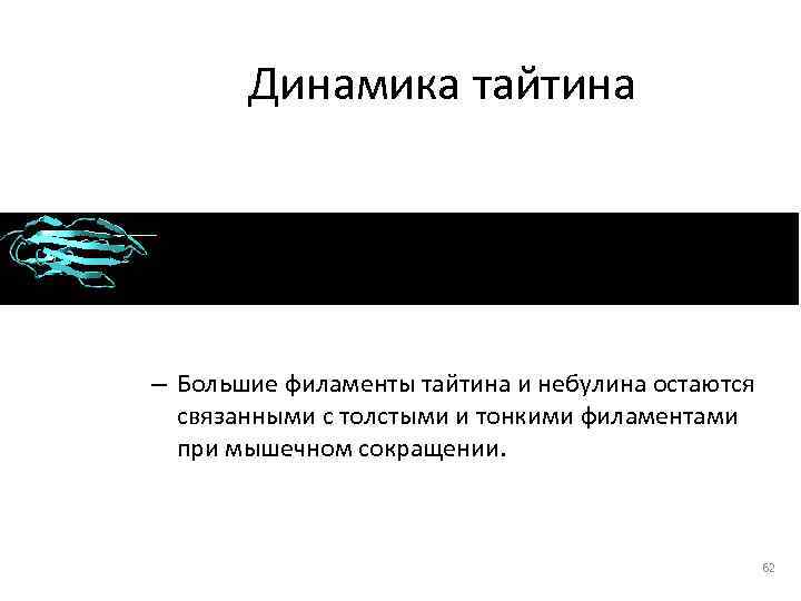   Динамика тайтина – Большие филаменты тайтина и небулина остаются  связанными с
