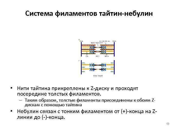  Система филаментов тайтин-небулин • Нити тайтина прикреплены к Z-диску и проходят  посередине