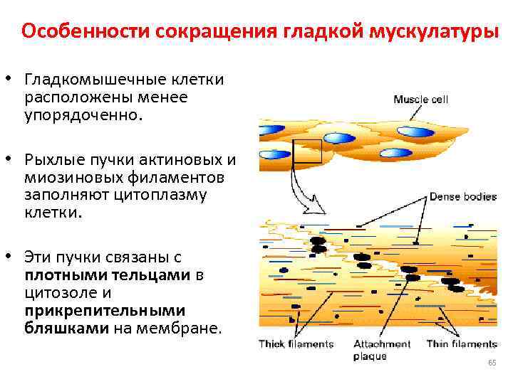 Сокращение гладкой мускулатуры сосудов. Особенности гладкомышечных клеток. Гладкомышечные клетки находятся. Сокращение гладкомышечной клетки. Гладкомышечные клетки расположенные циркулярно.