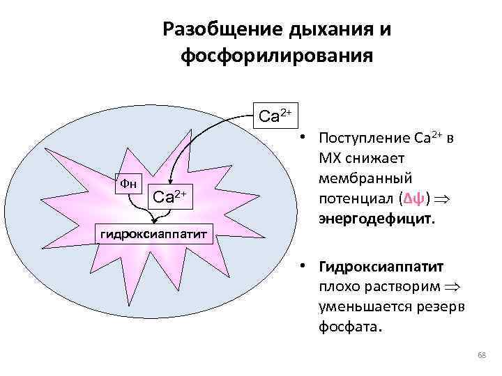   Разобщение дыхания и  фосфорилирования    Ca 2+  